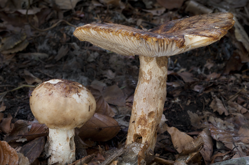 Russula illota